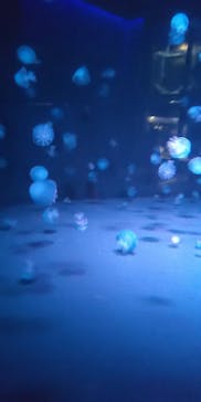 京都水族館に投稿された画像（2023/12/29）