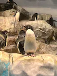 名古屋港水族館に投稿された画像（2023/12/29）