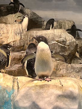 名古屋港水族館に投稿された画像（2023/12/29）