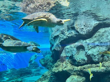 名古屋港水族館に投稿された画像（2023/12/29）