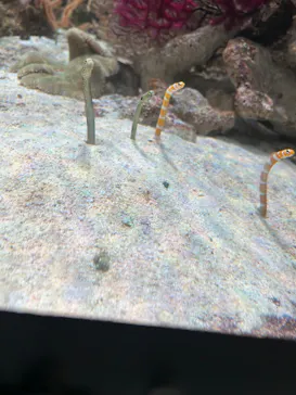 マクセル アクアパーク品川に投稿された画像（2023/12/29）