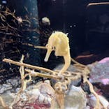 新江ノ島水族館に投稿された画像（2023/12/29）