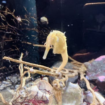 新江ノ島水族館に投稿された画像（2023/12/29）