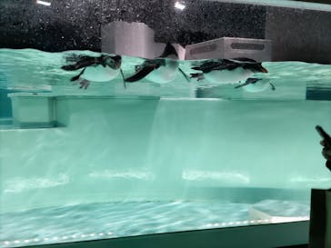 AOAO SAPPOROに投稿された画像（2023/12/29）