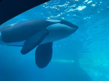 名古屋港水族館に投稿された画像（2023/12/29）