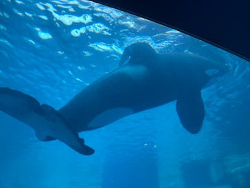 名古屋港水族館に投稿された画像（2023/12/29）