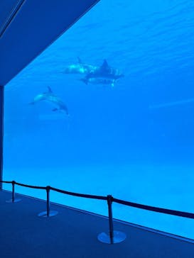 名古屋港水族館に投稿された画像（2023/12/29）