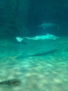 名古屋港水族館に投稿された画像（2023/12/29）