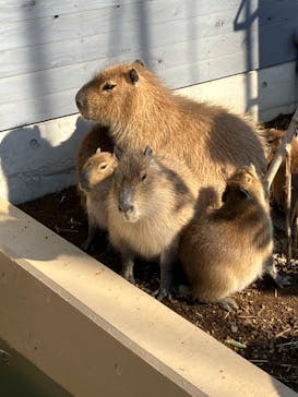 伊豆アニマルキングダムに投稿された画像（2023/12/29）