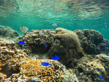 武藤潜水に投稿された画像（2023/12/29）