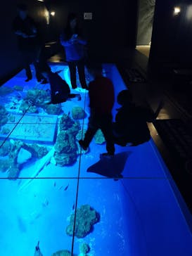 DMMかりゆし水族館に投稿された画像（2023/12/29）