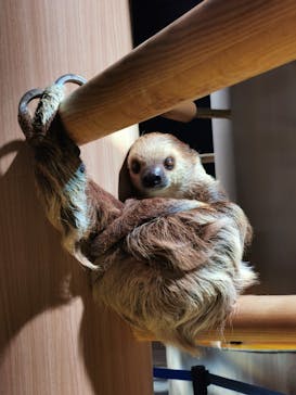 DMMかりゆし水族館に投稿された画像（2023/12/29）