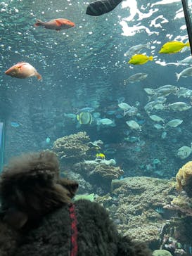 串本海中公園水族館に投稿された画像（2023/12/29）