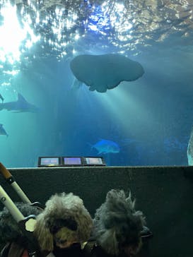 串本海中公園水族館に投稿された画像（2023/12/29）