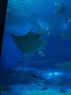 沖縄美ら海水族館に投稿された画像（2023/12/29）