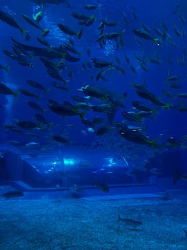 沖縄美ら海水族館に投稿された画像（2023/12/29）