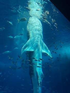 沖縄美ら海水族館に投稿された画像（2023/12/29）