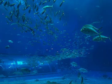 沖縄美ら海水族館に投稿された画像（2023/12/29）
