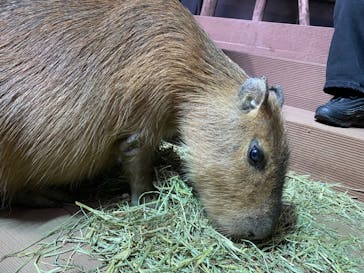カワスイ 川崎⽔族館に投稿された画像（2023/12/29）