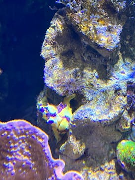 DMMかりゆし水族館に投稿された画像（2023/12/29）