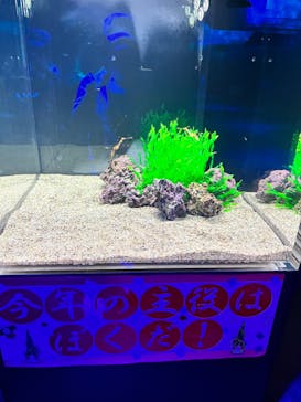 DMMかりゆし水族館に投稿された画像（2023/12/29）