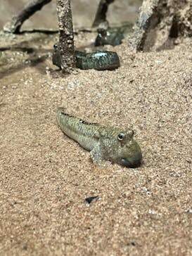 DMMかりゆし水族館に投稿された画像（2023/12/29）