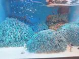 サンシャイン水族館に投稿された画像（2023/12/29）