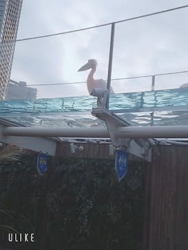 サンシャイン水族館に投稿された画像（2023/12/29）