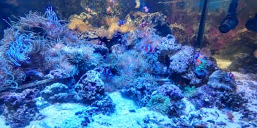 しながわ水族館に投稿された画像（2023/12/29）