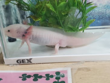 いきもの探検隊上尾に投稿された画像（2023/12/29）