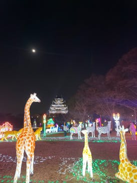 大阪城イルミナージュに投稿された画像（2023/12/29）