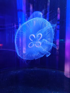 DMMかりゆし水族館に投稿された画像（2023/12/29）