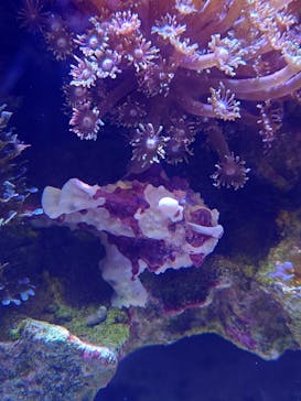 DMMかりゆし水族館に投稿された画像（2023/12/29）