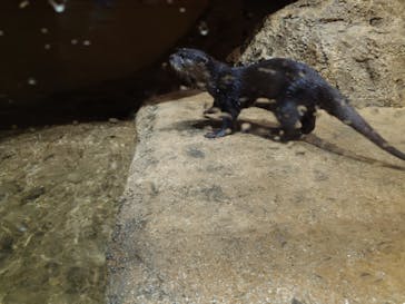 DMMかりゆし水族館に投稿された画像（2023/12/29）