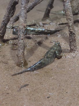 DMMかりゆし水族館に投稿された画像（2023/12/29）