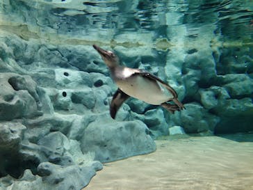 DMMかりゆし水族館に投稿された画像（2023/12/29）