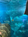 新江ノ島水族館に投稿された画像（2023/12/30）