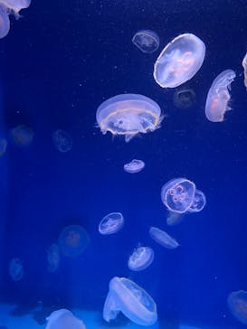 新江ノ島水族館に投稿された画像（2023/12/29）