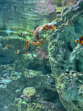 サンシャイン水族館に投稿された画像（2023/12/29）