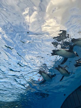 サンシャイン水族館に投稿された画像（2023/12/29）