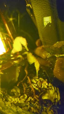 新江ノ島水族館に投稿された画像（2023/12/29）