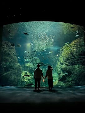 新江ノ島水族館に投稿された画像（2023/12/29）