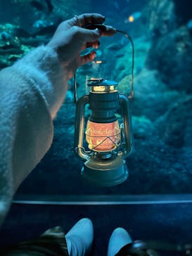 新江ノ島水族館に投稿された画像（2023/12/29）