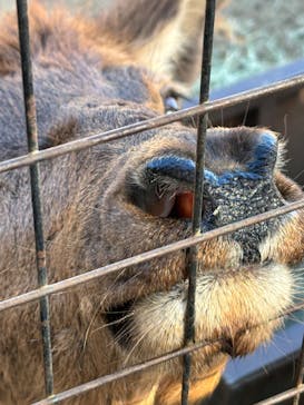 那須サファリパークに投稿された画像（2023/12/30）