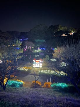 鹿児島イルミナージュに投稿された画像（2023/12/30）