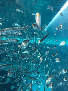 環境水族館アクアマリンふくしまに投稿された画像（2023/12/30）