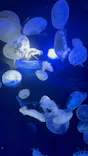 サンシャイン水族館に投稿された画像（2023/12/30）