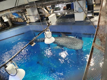 沖縄美ら海水族館に投稿された画像（2023/12/30）