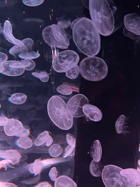 マクセル アクアパーク品川に投稿された画像（2023/12/30）