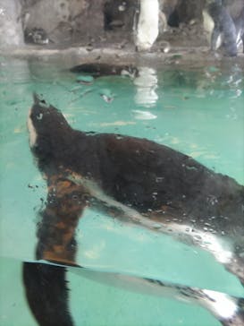 しながわ水族館に投稿された画像（2023/12/30）